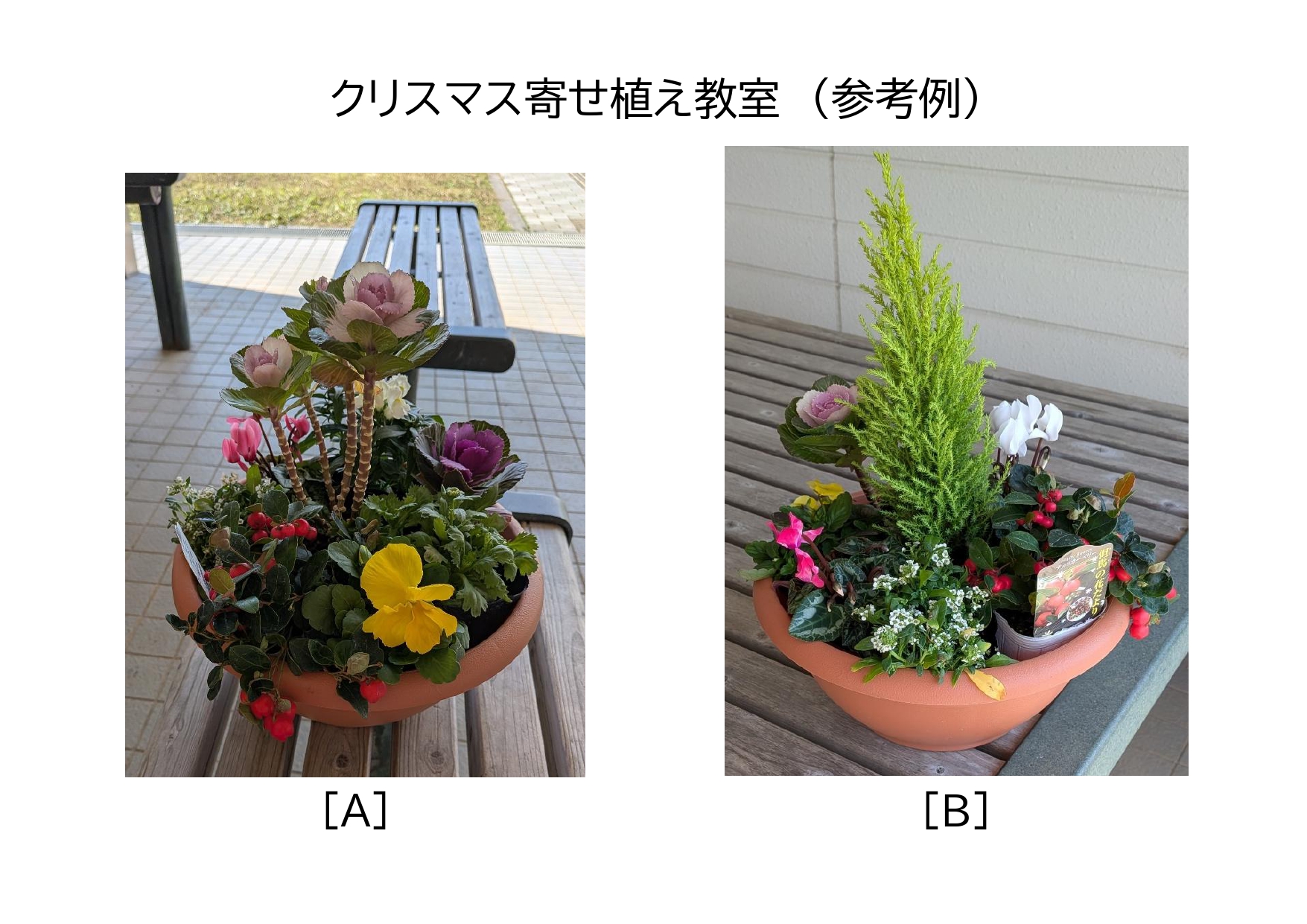 12月10日(水)開催「クリスマス寄せ植え教室」参加者募集のお知らせ